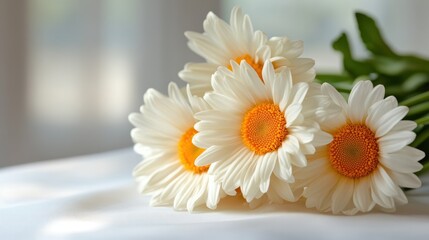 Obraz premium A beautiful close-up of white daisies with bright yellow centers, exuding freshness and natural beauty, perfect for evoking feelings of joy and simplicity in any art piece.