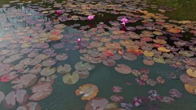 Aerial view of pink water lilies and lily pads floating on a pond in Quen Ba, Ha Giang, Vietnam. The flowers add color to the dark water, creating a serene scene.