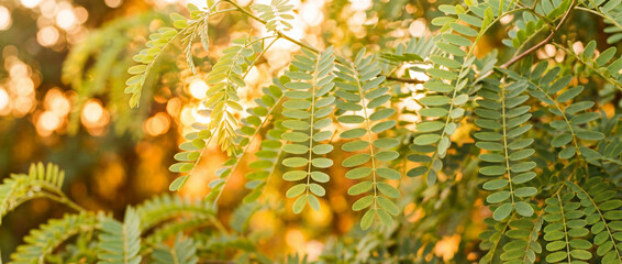 Feuilles d'acacia compos&eacute;es et penn&eacute;es, de couleur vert tendre, illumin&eacute;es par une lumi&egrave;re dor&eacute;e de fin de journ&eacute;e avec un arri&egrave;re-plan en bokeh