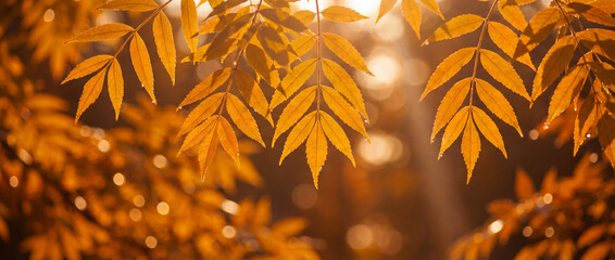Feuilles de fr&ecirc;ne (Fraxinus) compos&eacute;es et penn&eacute;es d'un jaune dor&eacute; &eacute;clatant, captur&eacute;es en contre-jour avec des rayons de soleil et un arri&egrave;re-plan en bokeh chaleureux
