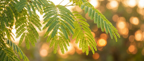 Feuilles d'albizia (arbre &agrave; soie) bipenn&eacute;es et d&eacute;licates, d'un vert lumineux, se d&eacute;tachant sur un arri&egrave;re-plan flou aux reflets dor&eacute;s et scintillants