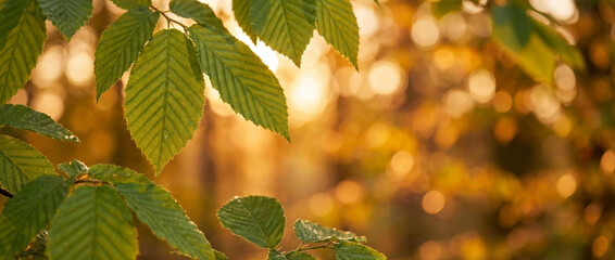 Feuilles de charme (Carpinus betulus) aux nervures marqu&eacute;es et bords dentel&eacute;s, illumin&eacute;es par une lumi&egrave;re dor&eacute;e transper&ccedil;ant un arri&egrave;re-plan en bokeh bois&eacute;