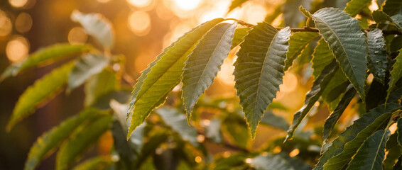 Feuilles de ch&acirc;taignier (Castanea sativa) allong&eacute;es et fortement dent&eacute;es, captur&eacute;es dans la lumi&egrave;re dor&eacute;e d'un sous-bois avec un arri&egrave;re-plan en bokeh chaleureux