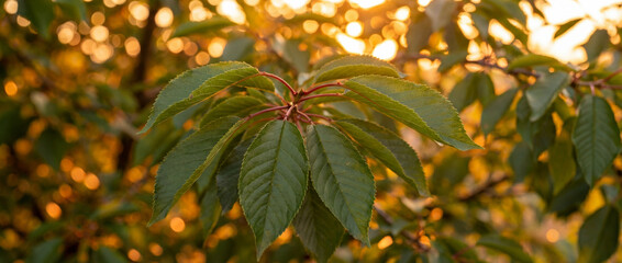Feuilles de merisier (Prunus avium) aux bords dentel&eacute;s et p&eacute;tioles rouge&acirc;tres, illumin&eacute;es par un coucher de soleil dor&eacute; avec un arri&egrave;re-plan en bokeh forestier