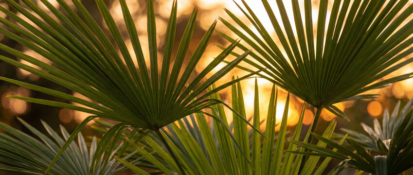 feuilles de palmier chanvre (Trachycarpus) en &eacute;ventail, d&eacute;coup&eacute;es et rigides, contrastant avec la lumi&egrave;re dor&eacute;e d'un coucher de soleil en arri&egrave;re-plan bokeh