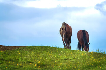 Two brown horses graze on a green meadow under a blue cloudy sky. © Saikom