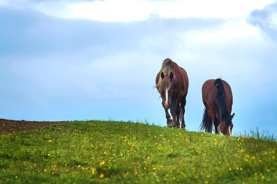Two brown horses graze on a green meadow under a blue cloudy sky.