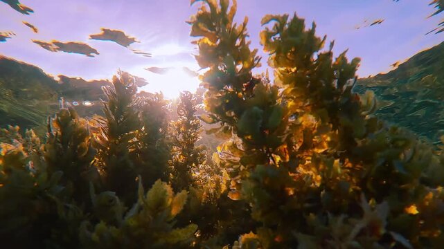 Close-up from below of sunshine penetrate through thickets of Sargassum grows on top of hard corals, backlit by sun. Brown seaweed covers coral reef in shallows against blue sky under sunbeams