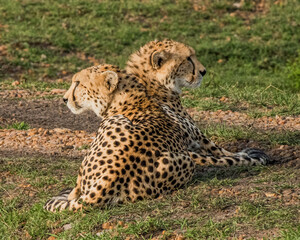 Cheetahs © John