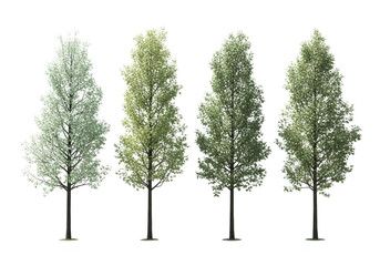 Obraz premium Four different trees with varying shades of green leaves isolated on transparent background