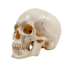 Obraz premium Human Skull Isolated on White Background - Anatomical Model