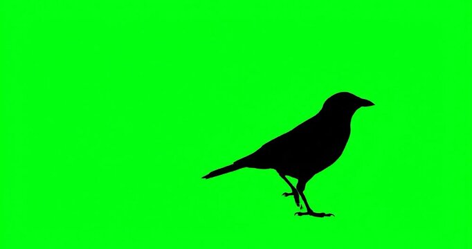 Black bird silhouette against bright green screen background