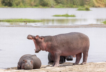 Fototapeta premium Pod of young hippos next to lake in Amboseli National Park in Kenya Africa KEN