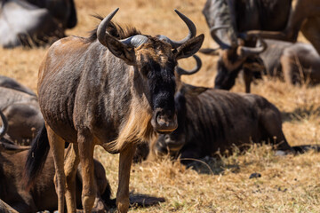Obraz premium Ngorongoro Crater, Tanzania - September 23th 2025: Wildebeest Herd in the Savannah
