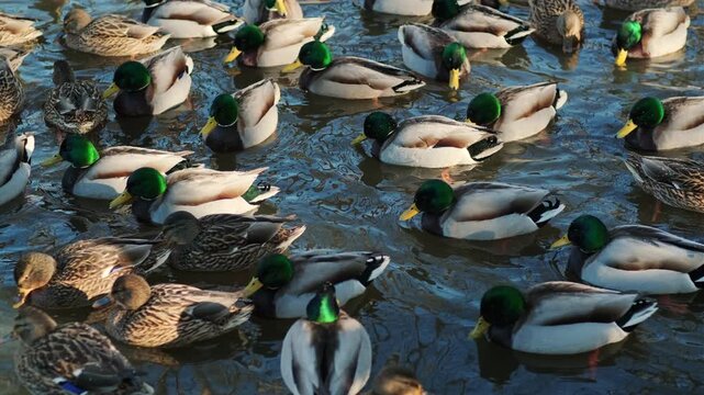 Many mallard ducks swim together in a sunny pond, showcasing a diverse group of waterfowl in their natural habitat reflecting wildlife