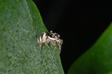 Obraz premium Mauer-Zebraspringspinne, Salticus scenicus