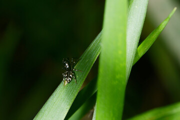 Fototapeta premium Springspinne, Evarcha arcuta