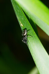 Fototapeta premium Mauer-Zebraspringspinne, Salticus scenicus