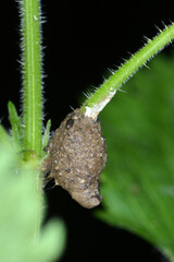 Obraz premium Feenlämpchenspinne, Agroeca spp.