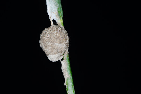 Feenl&auml;mpchenspinne, Agroeca spp.