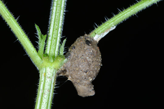 Feenl&auml;mpchenspinne, Agroeca spp.