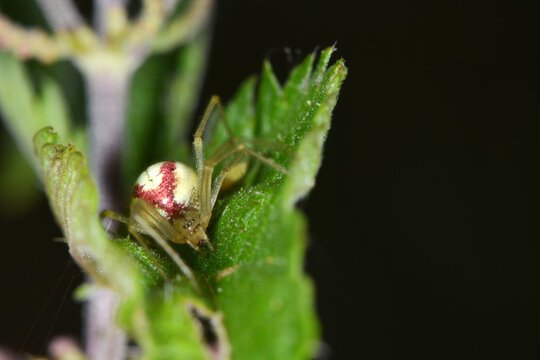 Gew&ouml;hnliche Ovalspinne, Enoplognatha ovata