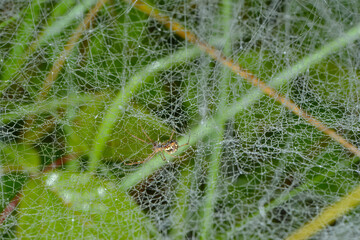 Spinnennetz, Spinngewebe, Spinnengewebe,  Baldachinspinnen © Peter Oetelshofen