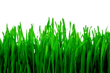 sprouts of green wheat grass on white background
