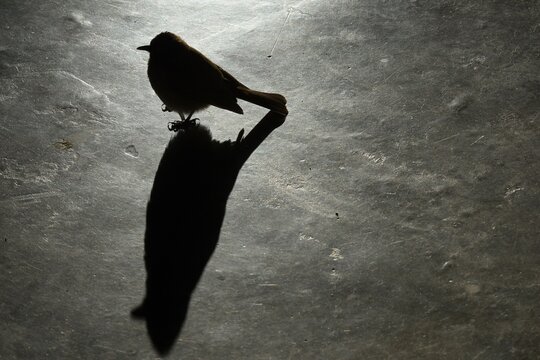 Maskenb&uuml;lb&uuml;l (pycnonotus nigricans) mit Schatten auf dem Boden in Namibia