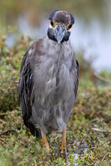 Fototapeta premium Juvenile Yellow-crowned Night Heron Front View