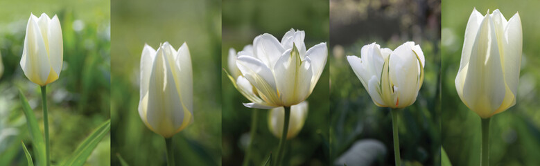 Elegant white tulip floral background in panoramic format, soft spring garden aesthetic, natural light botanical banner with copy space for wedding branding, seasonal design, templates, greeting cards