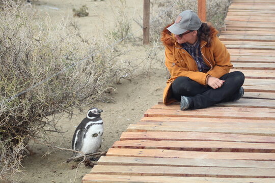 Turista ao lado de pinguim de Magalh&atilde;es, na Patag&ocirc;nia Argentina. Foto tirada no Parque Nacional Monte Leon