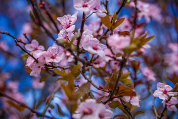 Fototapeta premium Close-up of delicate pink cherry blossom flowers blooming on tree branches against a blue sky background. Spring nature background with soft focus, floral details, and fresh seasonal mood. Ideal for