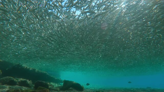 Sunlight shimmers through compact gray cloud formed by Hardyhead Silversides (Atherina) in shallows at spawning run season. Fish are illuminated from behind in strong backlight, with sun glare on lens