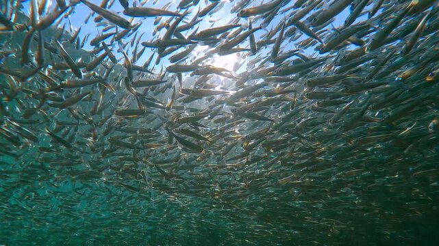Bottom-up view, many Hardyhead Silversides are concentrated just below surface during their spawning run time, forming huge grey cloud against blue sky and sunlight, backlit by sun, with glare on lens