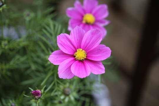 Pink garden flowers collection with closeup dahlias, cosmos, daisies, poppy and bacopa in natural summer and spring light
