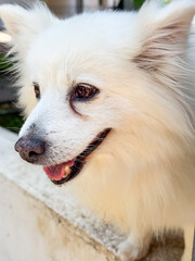 Fototapeta premium White fluffy dog with smiling expression. Companionship, loyalty, and joyful presence of domestic animal outdoors.