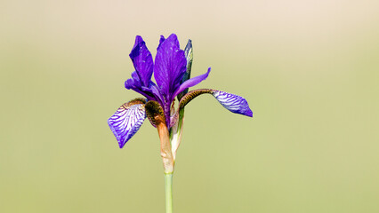 iris flower in bloom