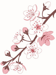 Elegant cherry blossom branch with pink flowers and buds, vector