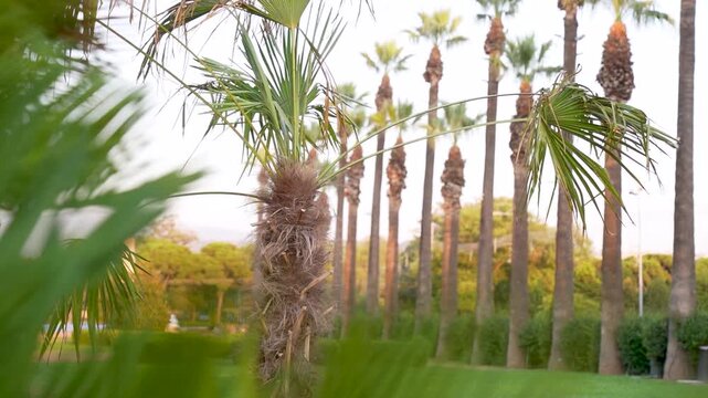 Slow motion view of tall palm trees in the historic Kulturpark fairgrounds
