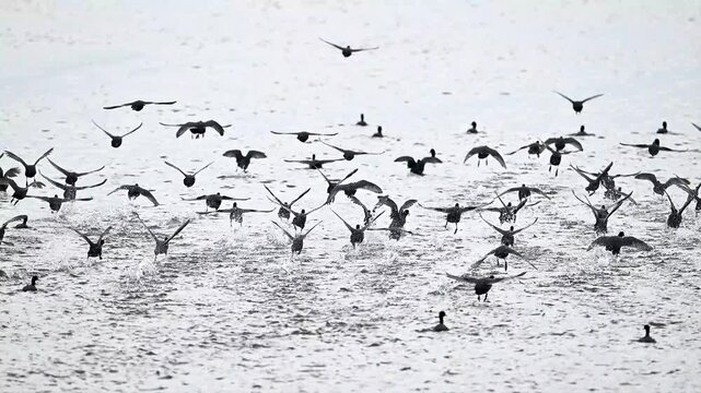 eurasian coots are flying on water