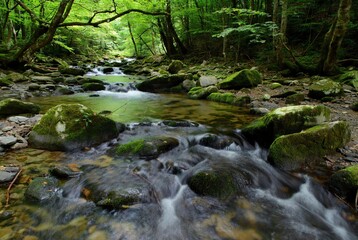 Tranquil forest stream winding through mossy rocks under a lush green canopy