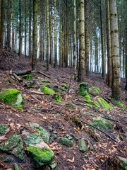 Fototapeta premium Bemooste Wurzeln im Wald