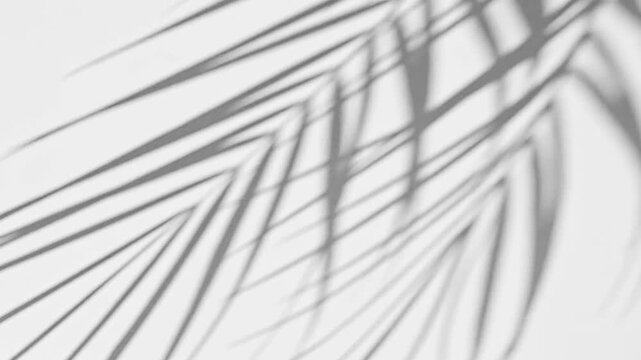 close up tropical palm leaf silhouette shadow moving gently in natural wind on white wall background. Minimalist black and white botanical motion overlay with soft sunlight, abstract summer aesthetic 