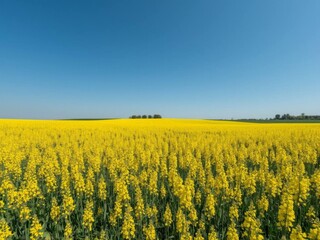 Obraz premium field of yellow rapeseed