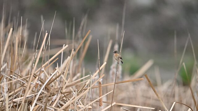 stonechat is on a branch