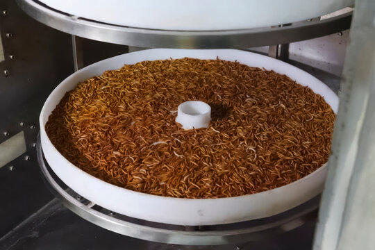 Dried larvae of Tenebrio molitor on conveika elements for produc