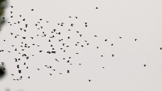 Common Wood Pigeons are flying