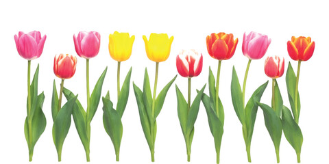 A vibrant row of colorful tulips in various shades of pink, yellow, and red, isolated on a white background