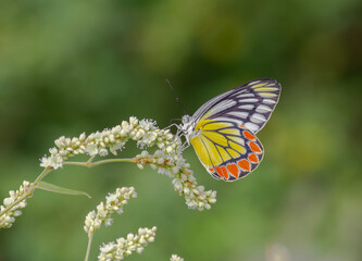 Obraz premium Birds and nature photo